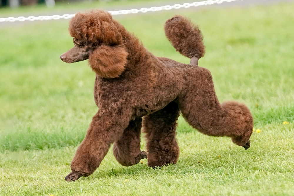 poodle dog walking in a field