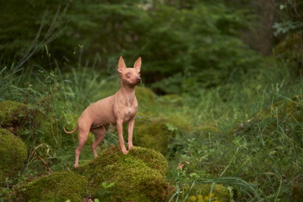 portrait of american hairless terrier dog in the green forest