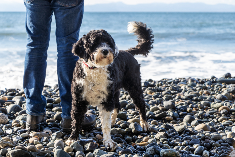 portuguese water dog standing beside a man in jeans and hiking boots on a beach by the ocean