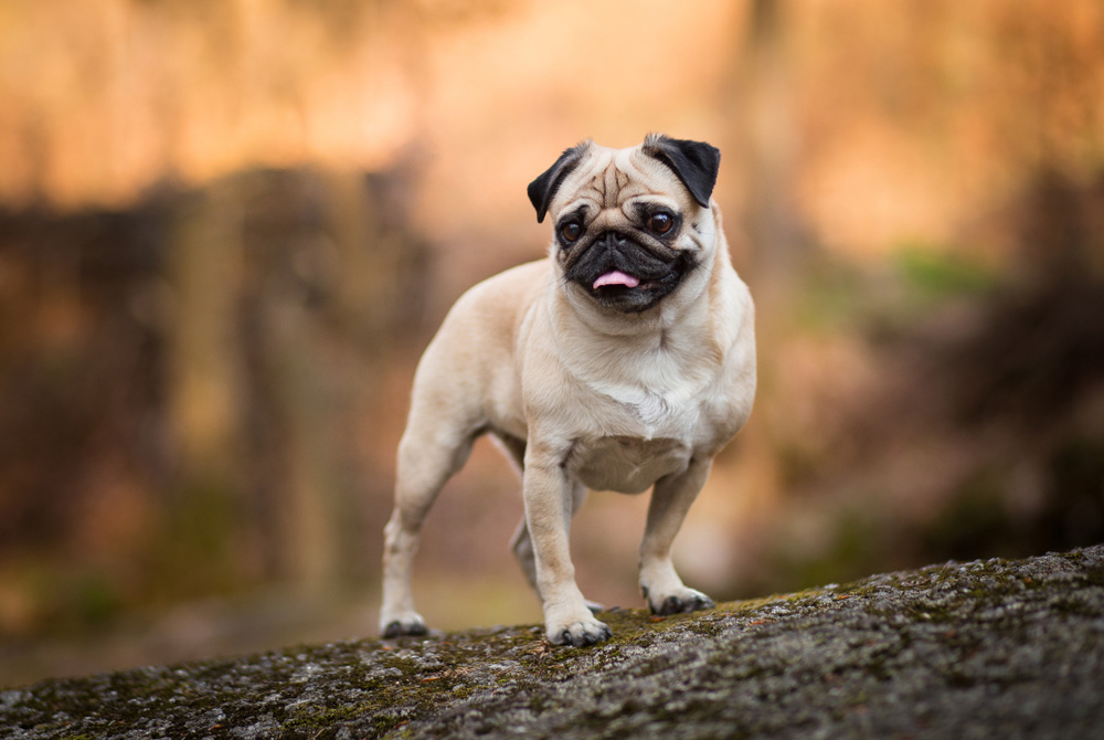pug dog standing in the forest