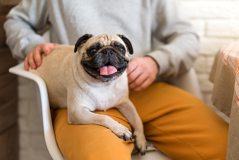 pug on owner's lap