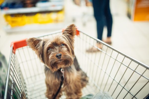 puppy dog sitting in a shopping cart