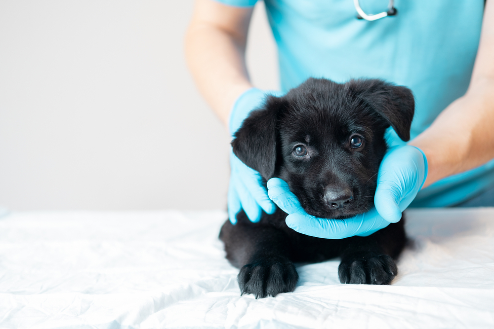 puppy with a vet 