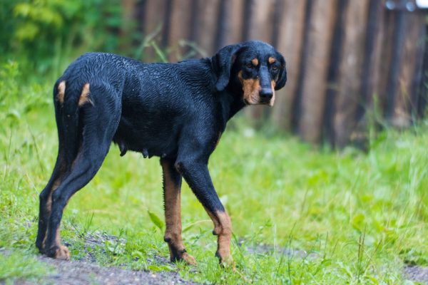 purebred Transylvanian Hound dog