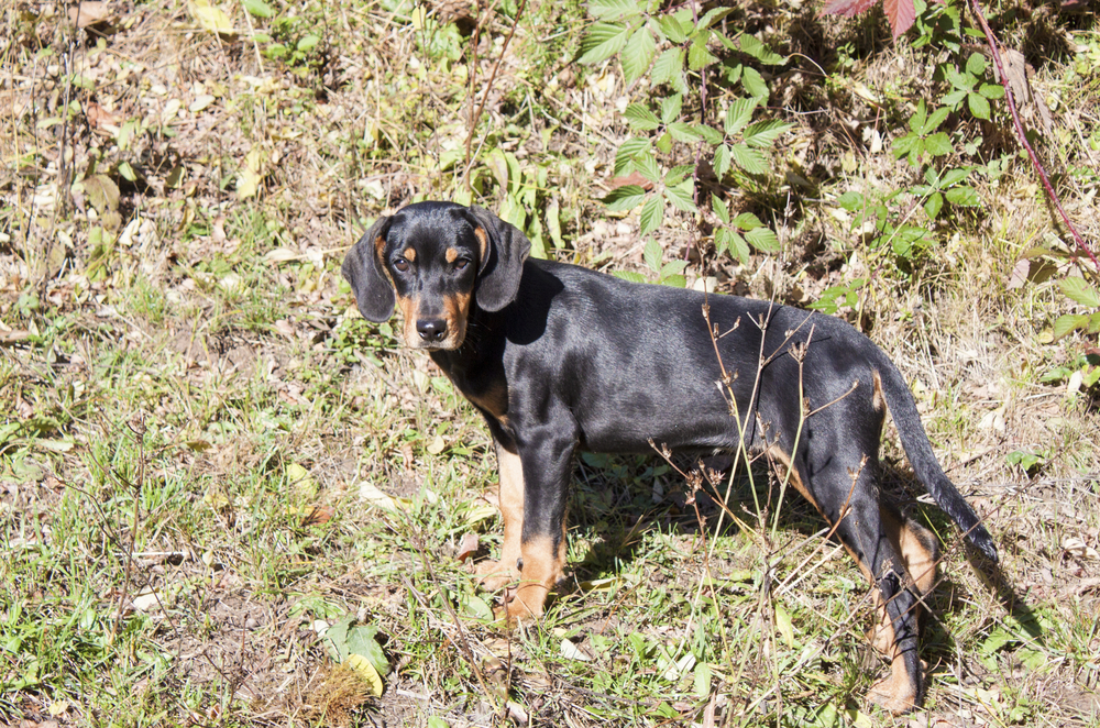 purebred Transylvanian Hound puppy