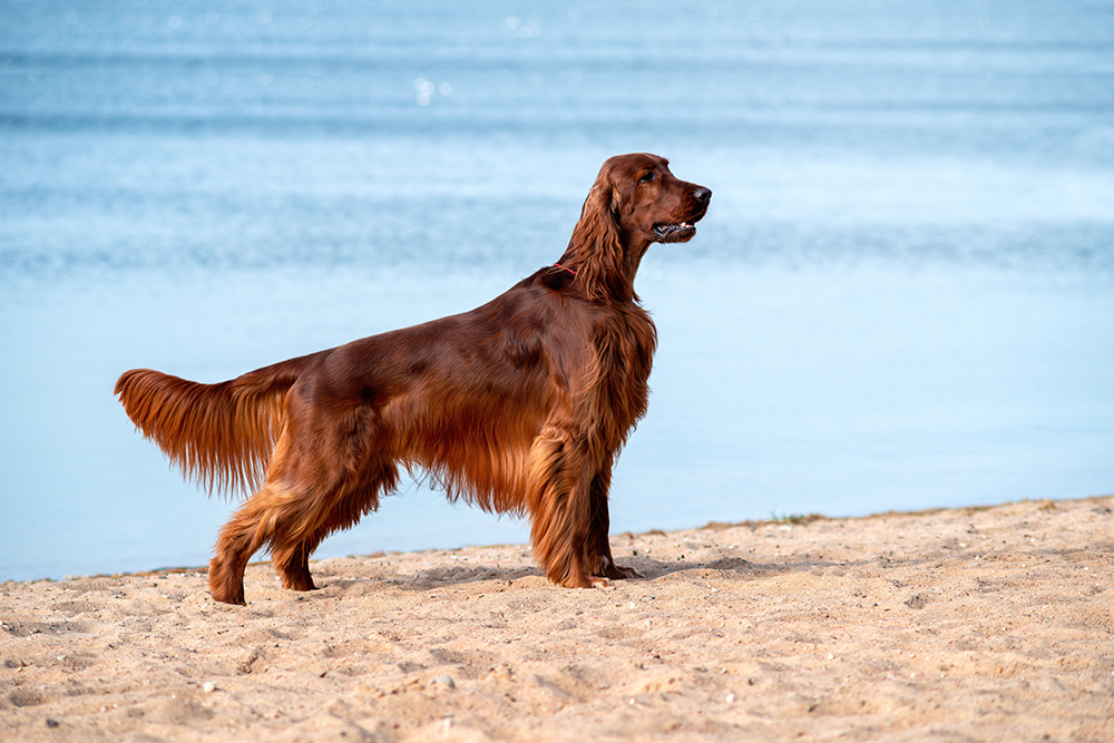 red irish setter dog at the beach