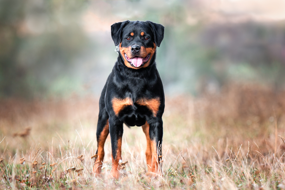 rottweiler standing on grass