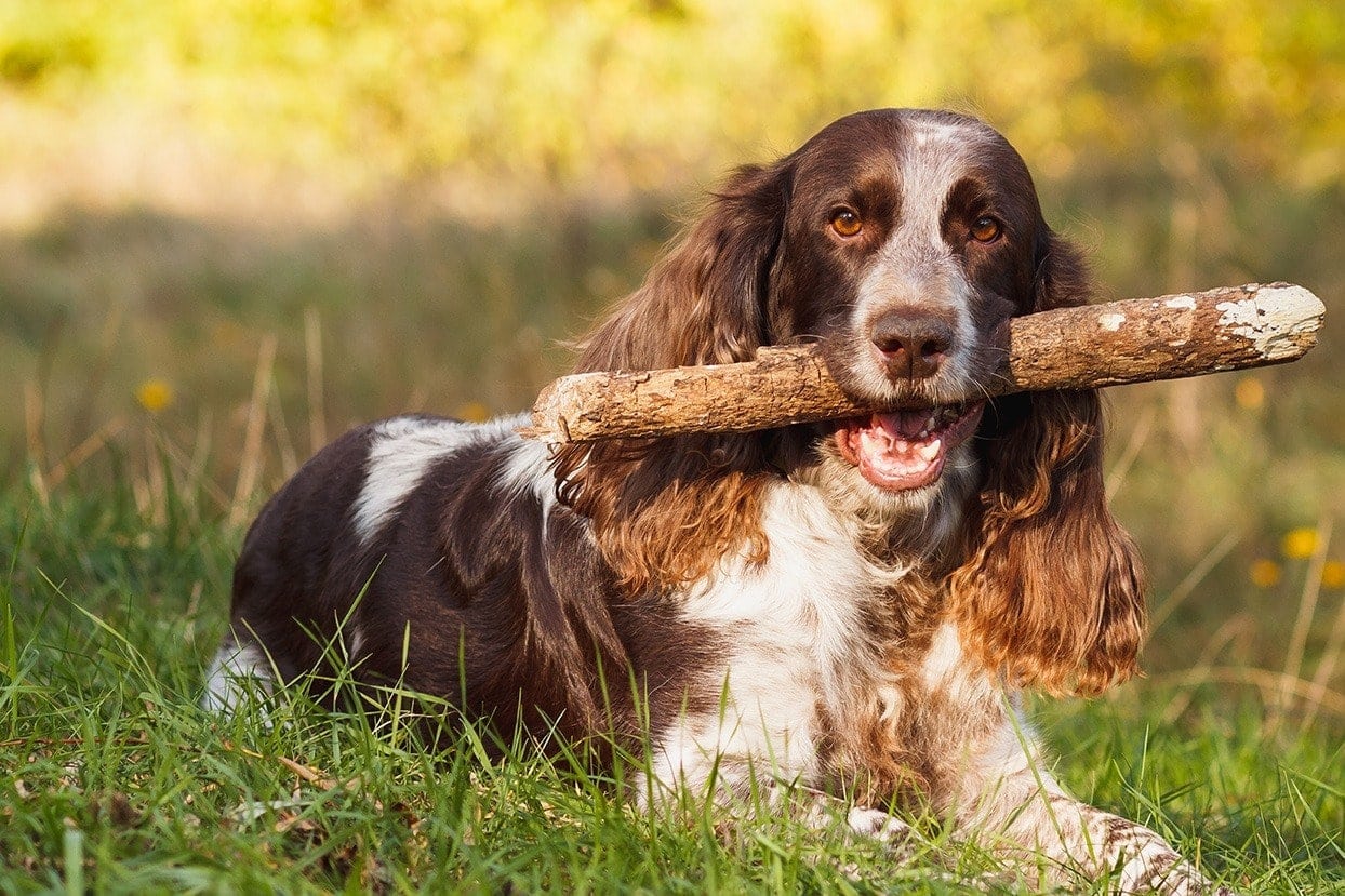 russian spaniel with a piece of wood in its mouth