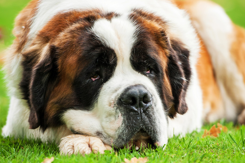 saint bernard canine  lying connected  grass