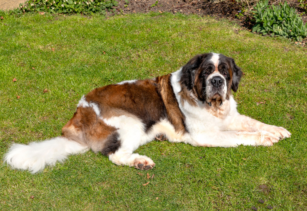 saint bernard dog lying on the lawn