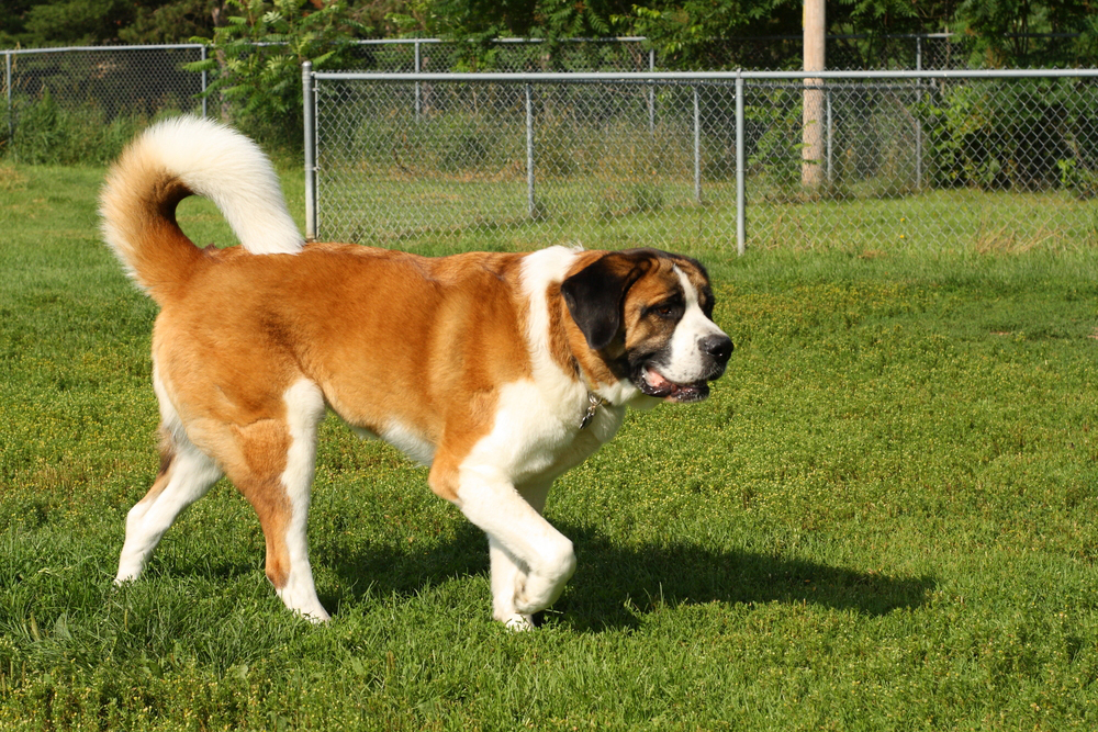 saint bernard dog walking on grass Nick Chase 68 Shutterstock - 9 St. Bernard Health Issues to Be Aware Of
