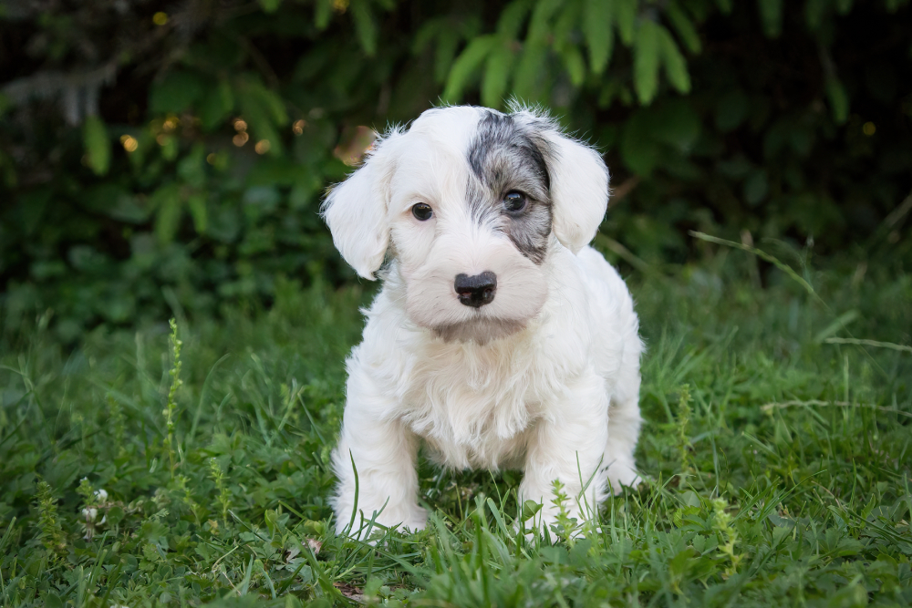 sealyhamm terrier puppy standing on the grass looking at the camera