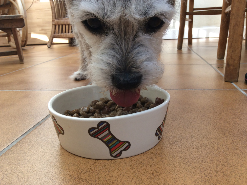senior dog eating food from bowl