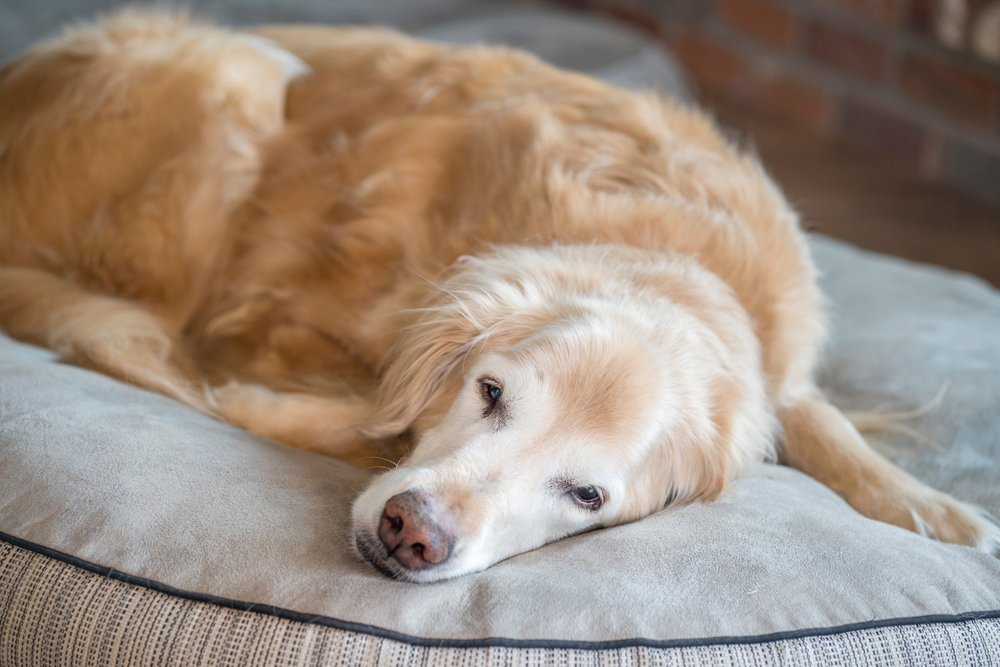 senior dog lying on dog bed