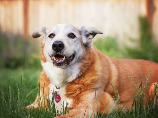 senior dog lying on grass