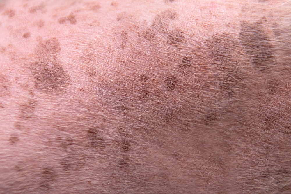 senior-poodle-dog-skin-with-age-spots