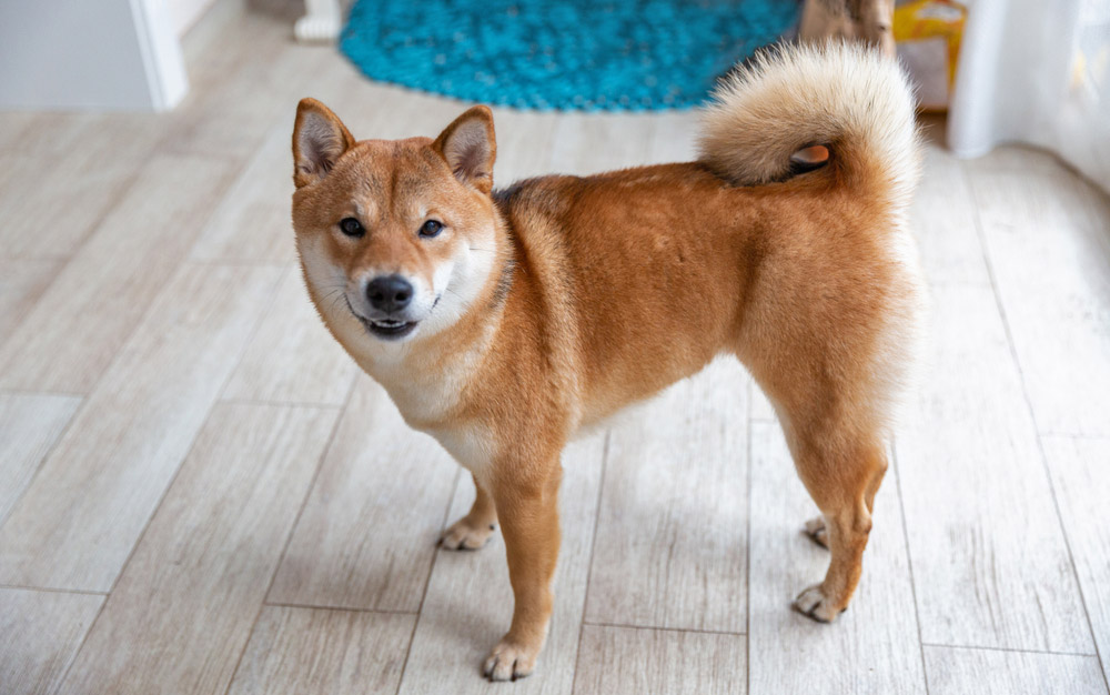 shiba inu dog in a room