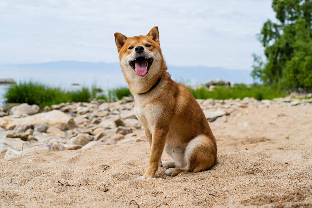 shiba inu dog sitting on the sand