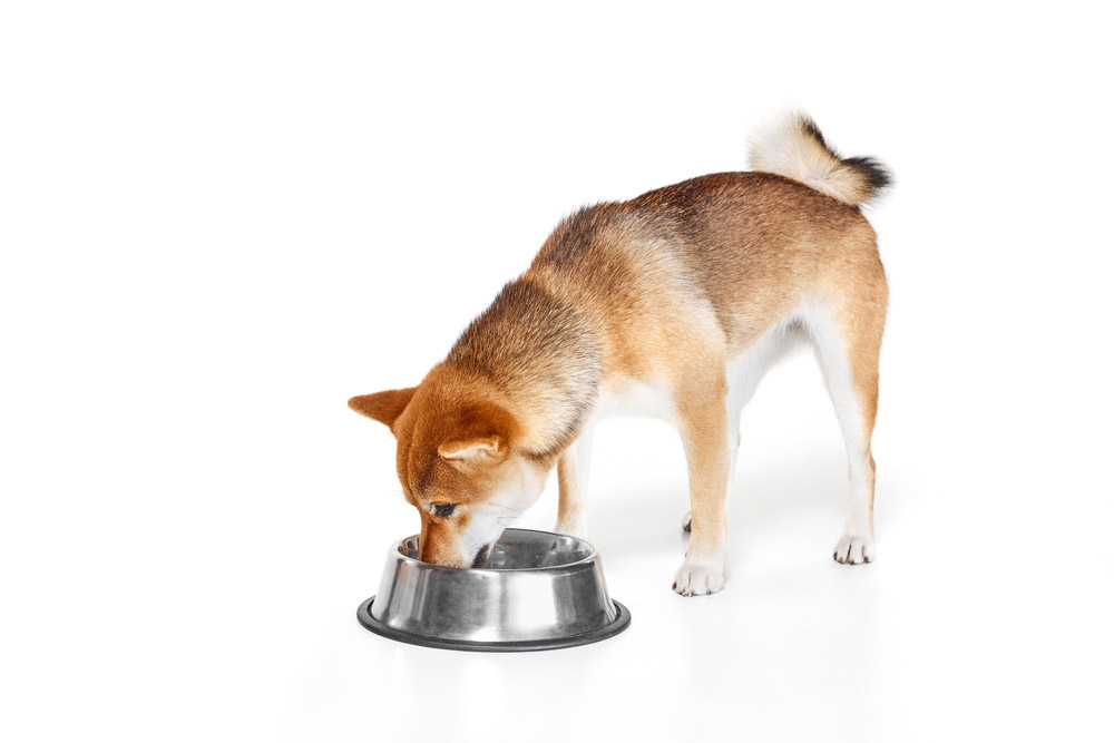 shiba inu dog eating from metal bowl