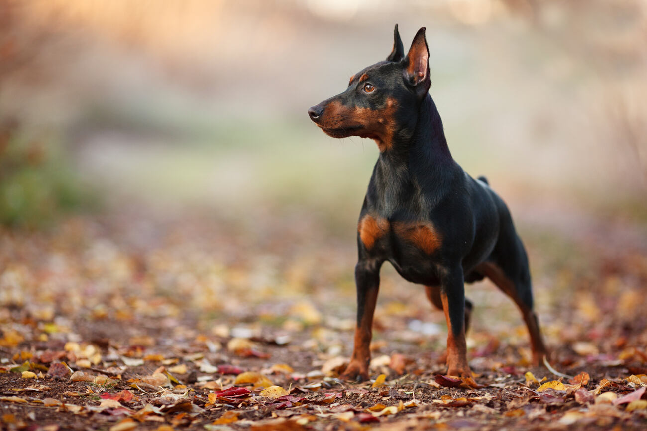 cute miniature Pinscher