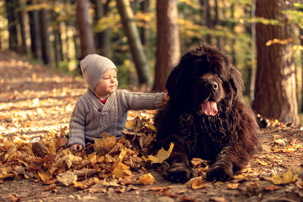 Little boy is sitting in the leaves with his Newfoundland