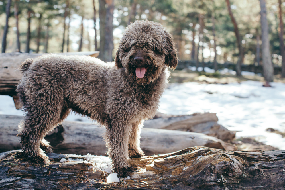 brown spanish water dog playing in the snow