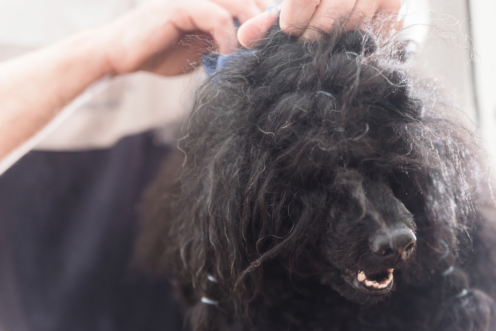 Closeup portrait of black poodle with tangled hair