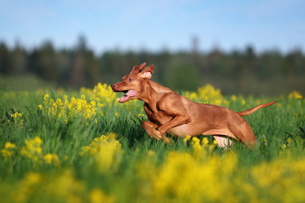 viszla running through flowers