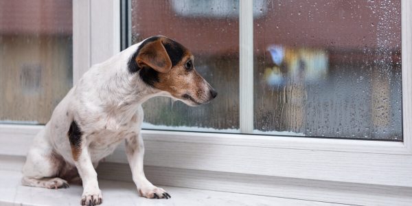 small Jack Russell Terrier dog in window