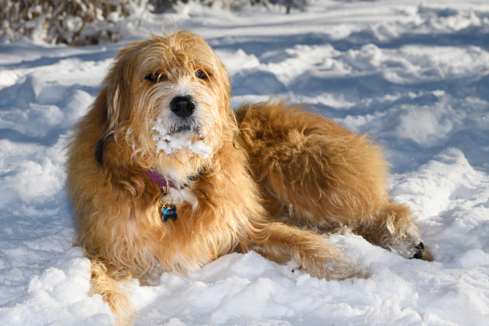 mixed breed dog in snow