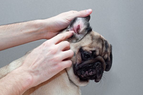 pug with red ear. Infected mite infection