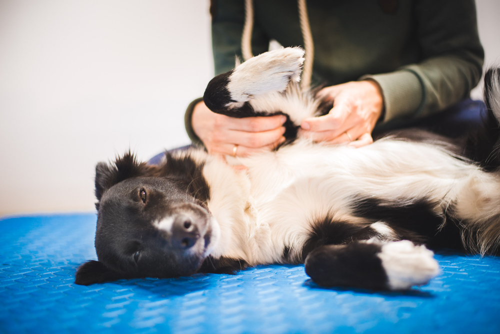 Border collie dog during a massage done by a pet physical therapist and during and exam