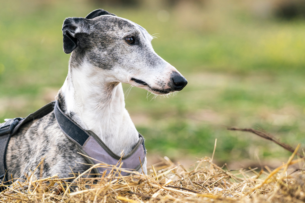 Beautiful portrait of greyhound dog resting over a straw bed
