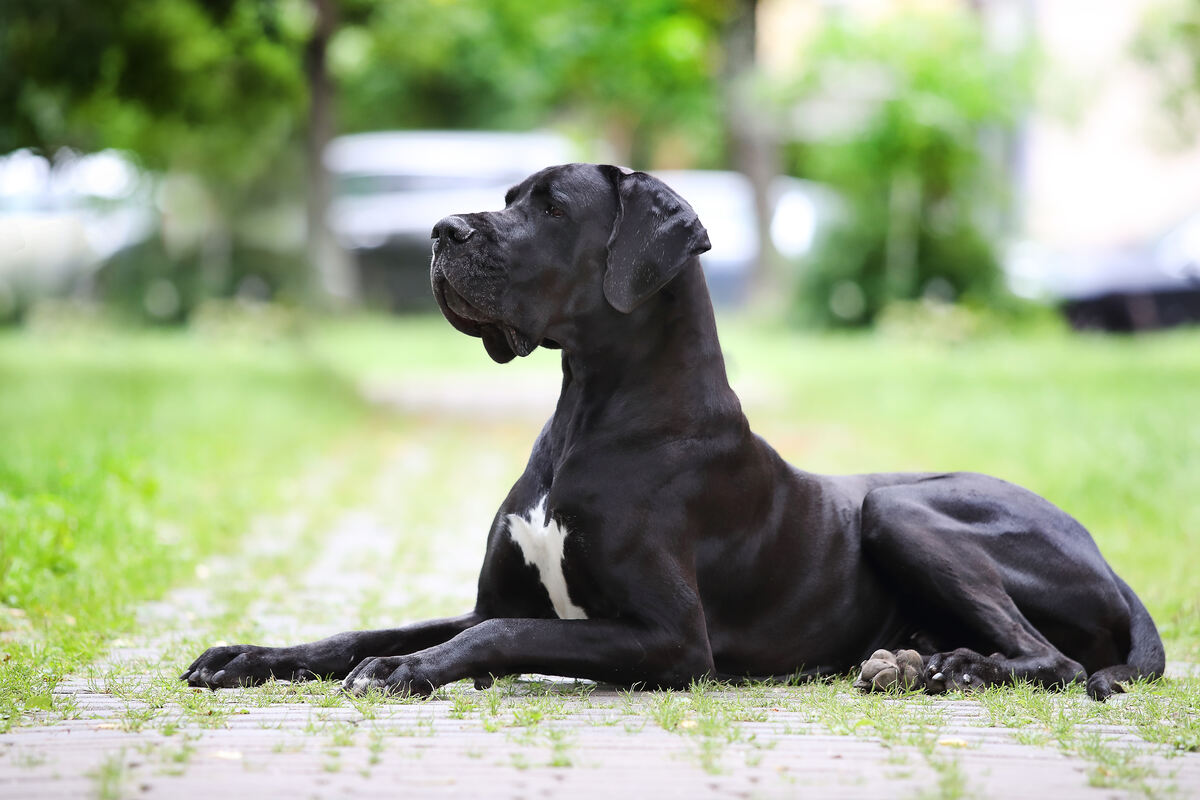 Portrait of a Great Great Dane of black color