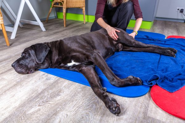 big black dog lying on the floor and gets a massage on its thight
