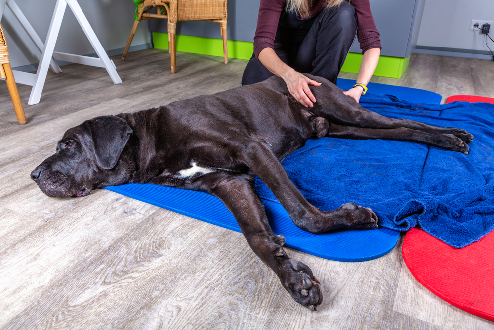 big black dog lying on the floor and gets a massage on its thight