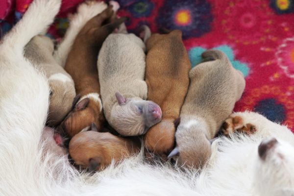 Litter of newborn puppies