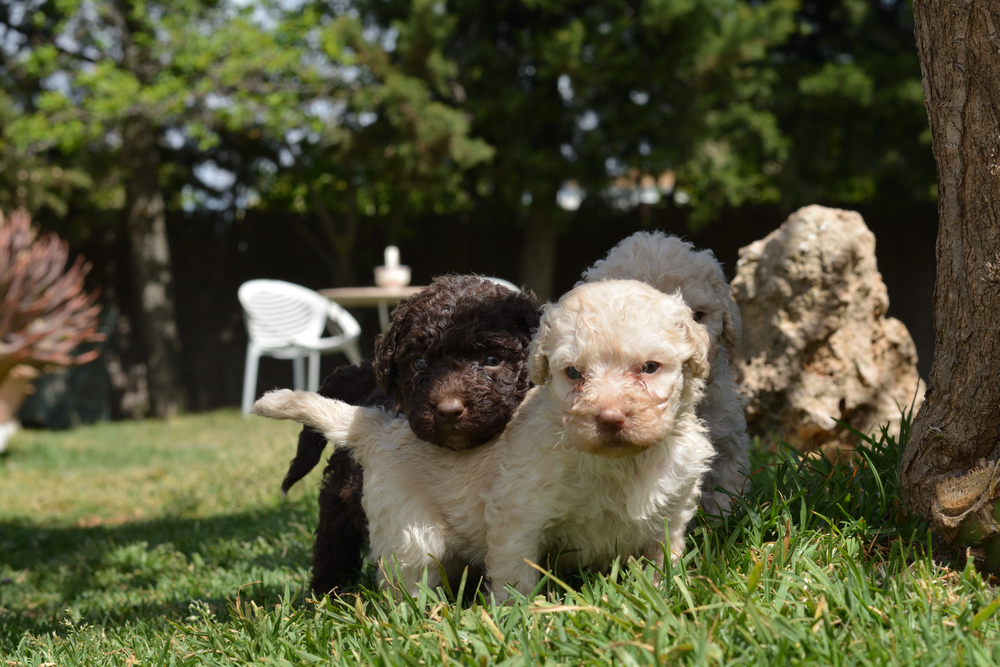 Purebred Spanish water dog puppies