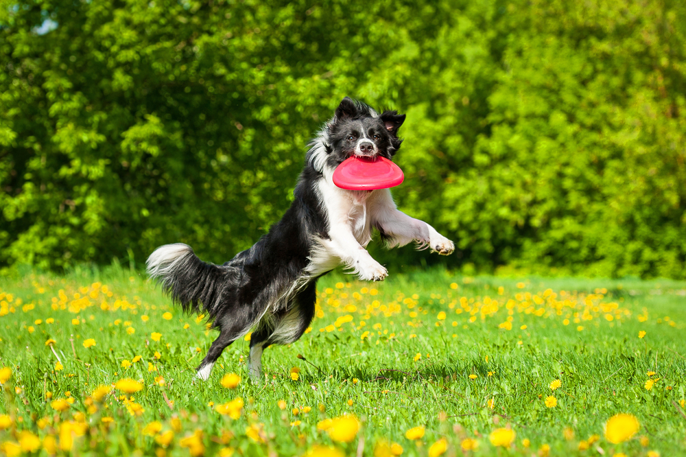 Border collie catching frisbee in flower covered field