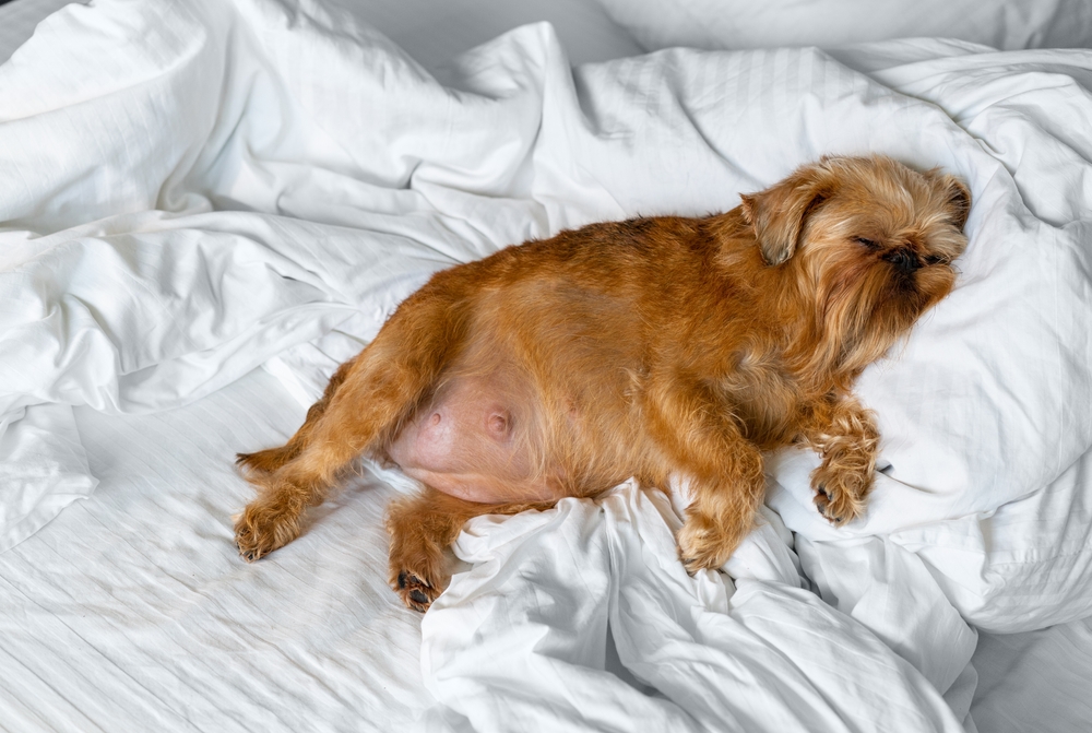 a pregnant dog of the Brussels Griffon breed is sleeping on a white bed