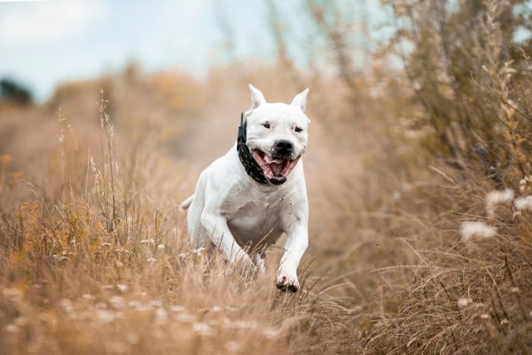 white pitbull running