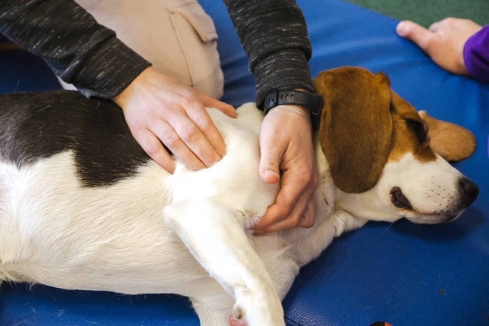 pet physical therapist make massage for beagle dogs