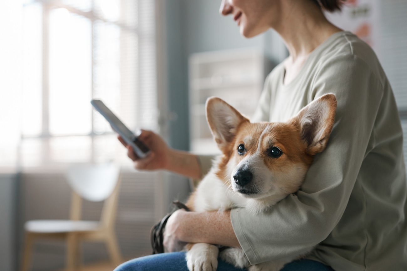 corgi at vet