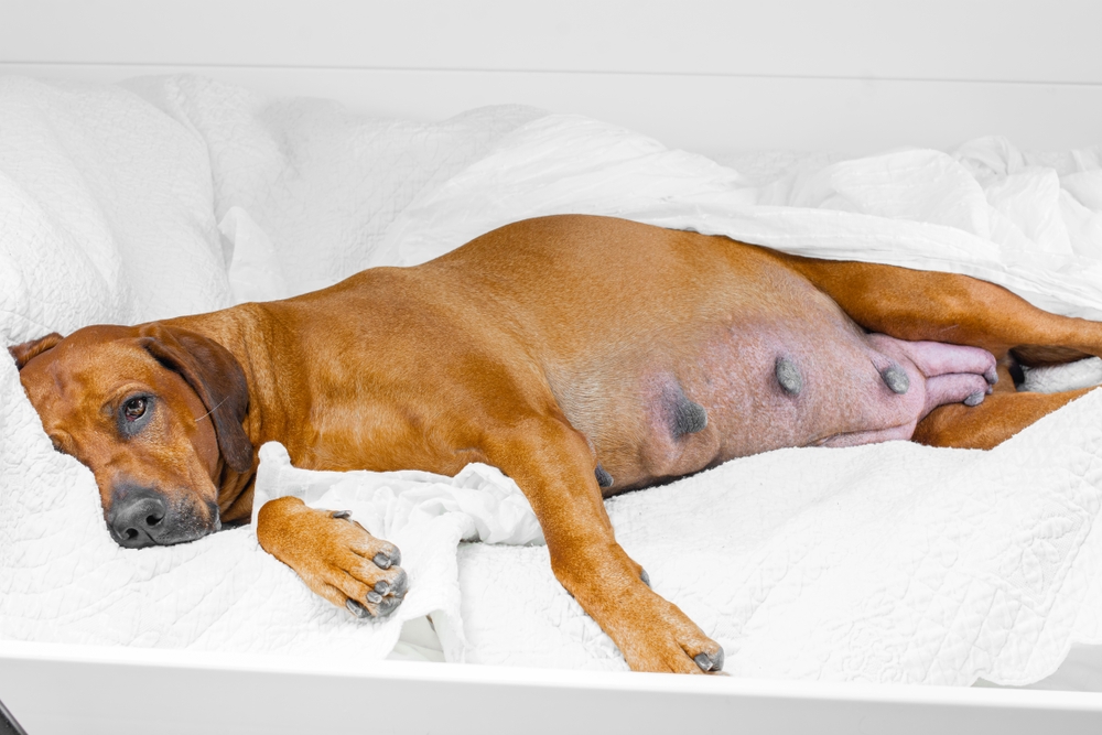 Pregnant rhodesian ridgeback dog lying on bed with a white blanket