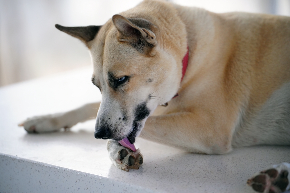 Dog licking its paw