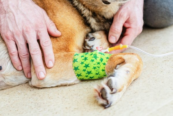 dog receiving chemotherapy