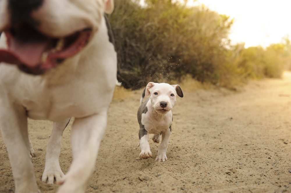 American Pit Bull puppy following his dad