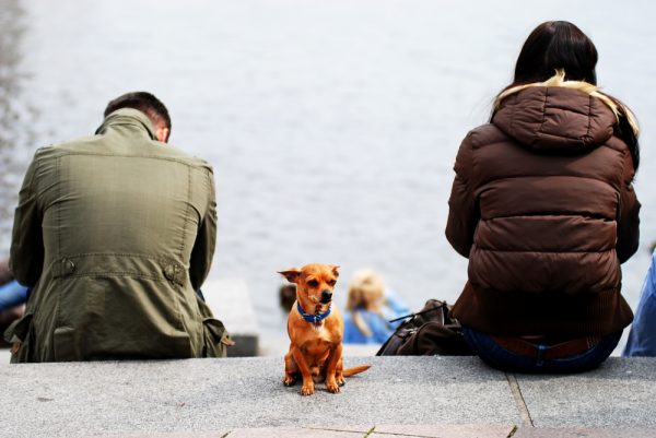 alone dog between a couple