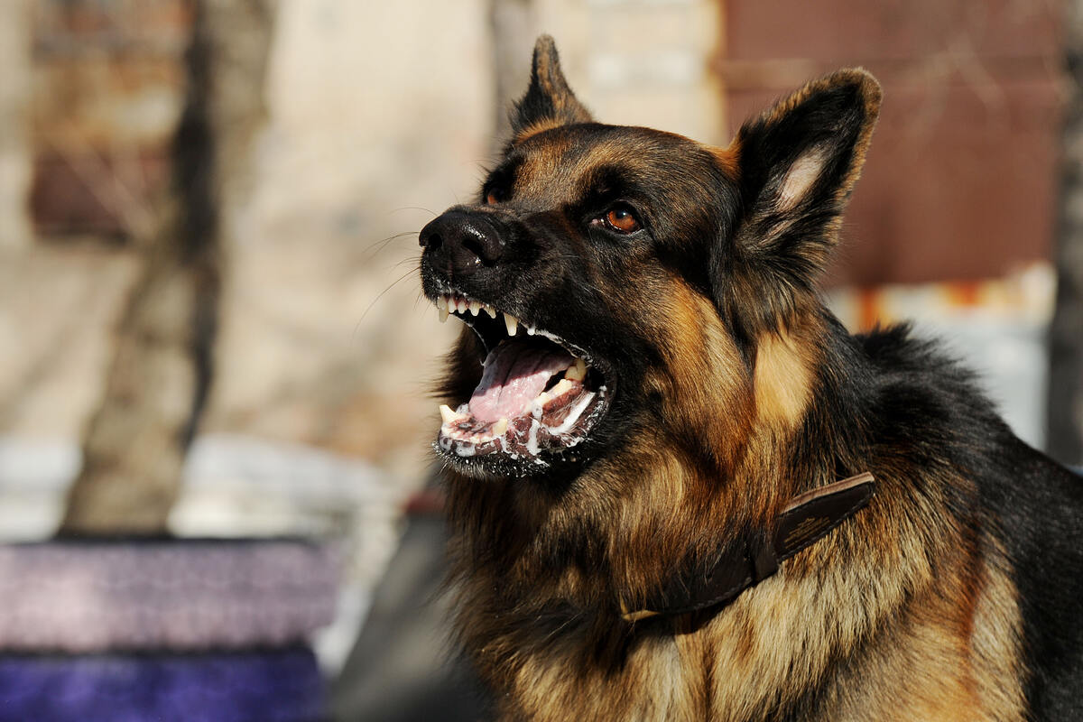 Angry German Shepherd