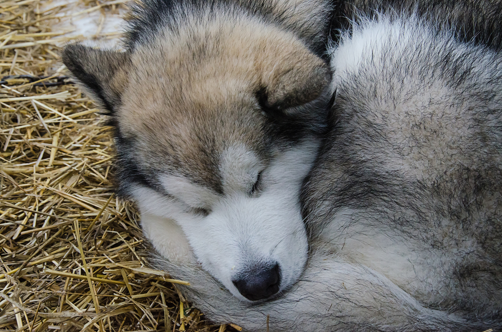 Closeup of alaskan malamute dog sleeping outdoor on straw bedding
